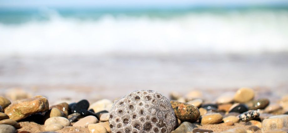 Find a Petoskey stone