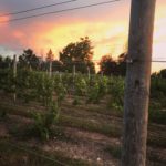 3 NorthVines – Featured Winery Of The Day