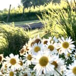 3 NorthVines – Featured Winery Of The Day