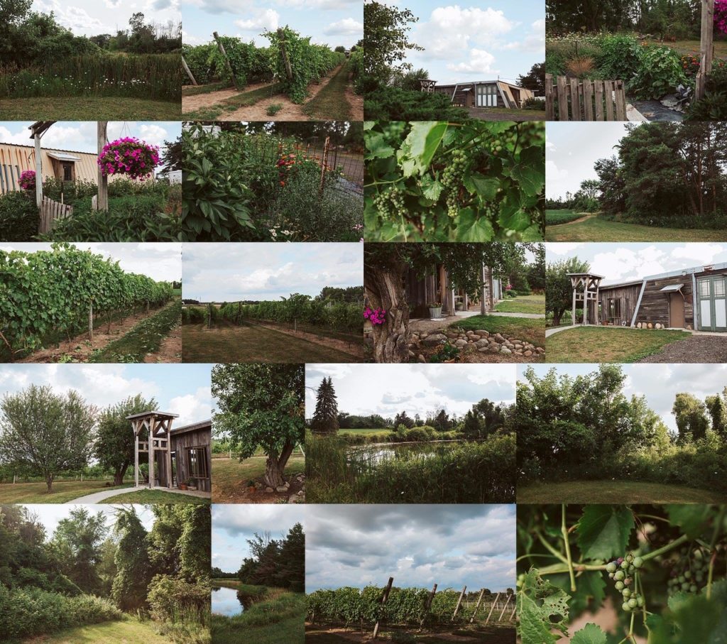 3 North Vines