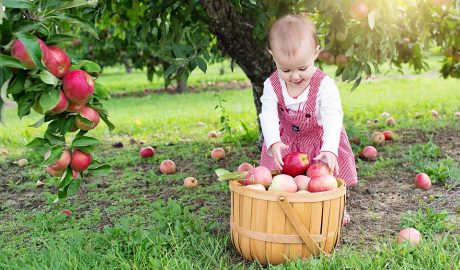 10 Must-Visit Michigan Orchards for a Perfect Apple Picking Experience.