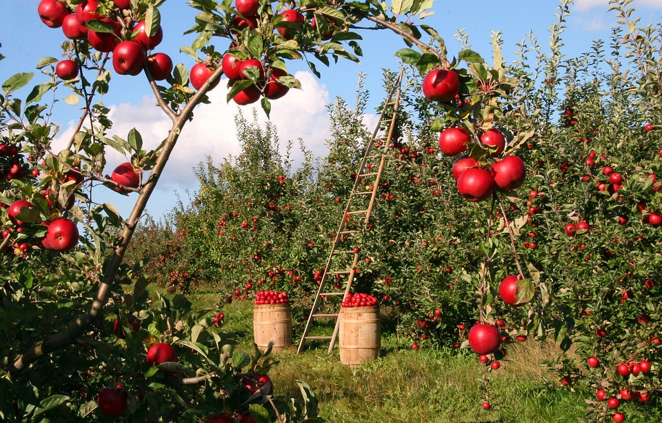 Explore the beauty of Michigan's apple orchards this fall. Find the perfect orchard for you from our top 10 list for the best apple picking experience Fun In Michigan