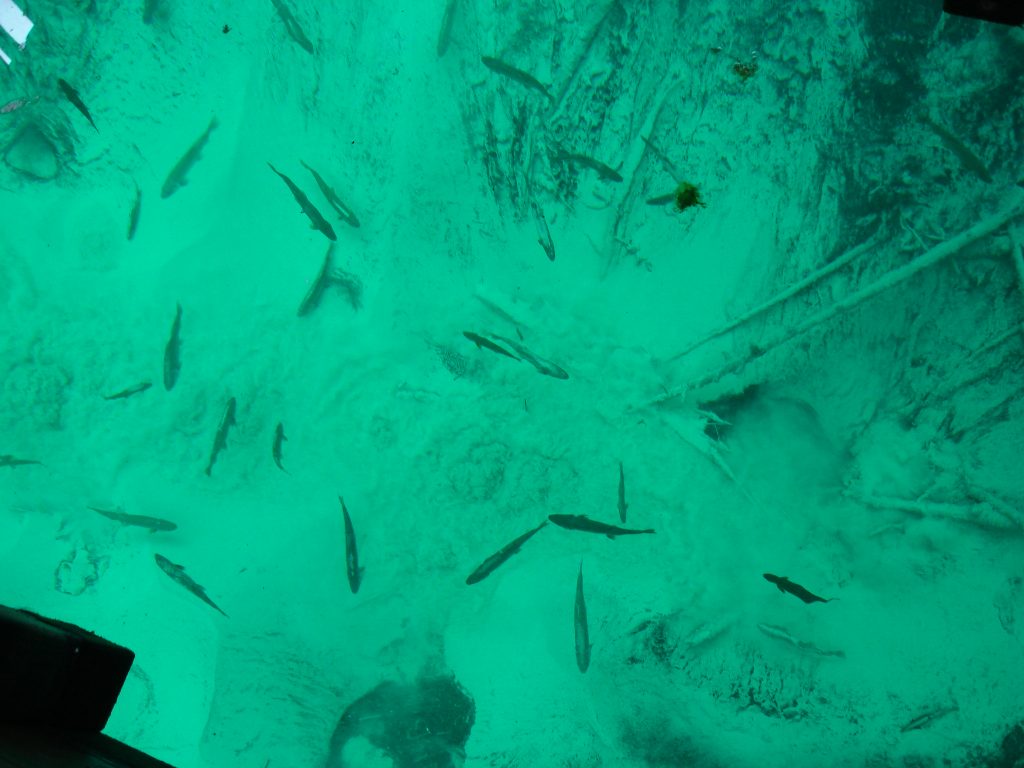 Fish Swiming - The Natural Beauty of Kitch-iti-kipi - Fun In Michigan