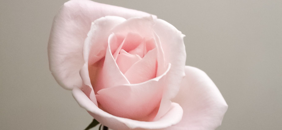 23 Best Valentine's Day Flowers to Express Your Love and Affection. It doesn't matter if the gift is big or small, expensive or cheap, what matters is that it is a reflection o.fun-in-michigan.