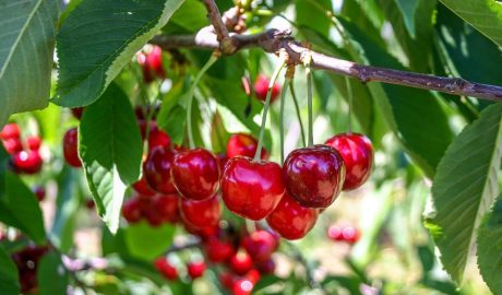 The National Cherry Festival 2023 in Traverse City, Michigan - FunInMichigan