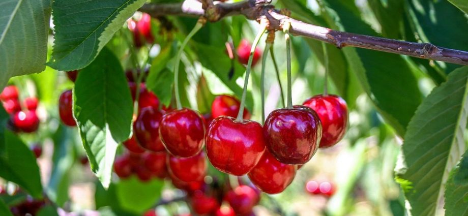 The National Cherry Festival 2023 in Traverse City, Michigan - FunInMichigan