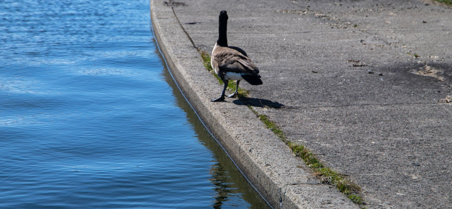 Detroit Riverwalk_ Exploring Free Summer Activities in Detroit, Michigan