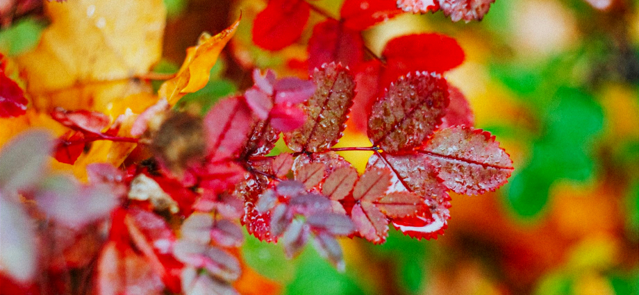 Michigan Fall Color Train Tours 2024_ Top Scenic Rides and Excursion Fun In Michigan .fun-in-michigan