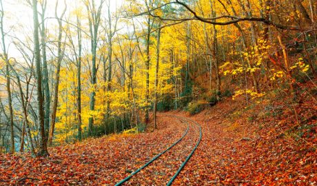 Michigan Fall Color Train Tours 2024_ Top Scenic Rides and Excursions Best Fall Color Train Tours in Michigan for 2024.fun-in-michigan