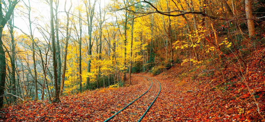 Michigan Fall Color Train Tours 2024_ Top Scenic Rides and Excursions Best Fall Color Train Tours in Michigan for 2024.fun-in-michigan