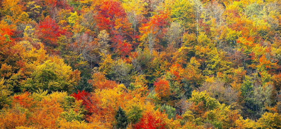 Why Fall Train Rides are the Best Way to See Michigan's Autumn Colors fun-in-michigan