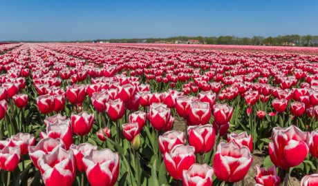 The Tulip Time Festival in Holland, Michigan, is one of the most anticipated spring events in the Midwest. From May 2 to May 11, 2025, the city will come alive with vibrant colors, rich cultural traditions, and a celebration of Dutch heritage. This year marks the 96th anniversary of the festival, promising an unforgettable experience for visitors of all ages.​