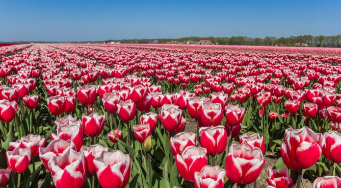 The Tulip Time Festival in Holland, Michigan, is one of the most anticipated spring events in the Midwest. From May 2 to May 11, 2025, the city will come alive with vibrant colors, rich cultural traditions, and a celebration of Dutch heritage. This year marks the 96th anniversary of the festival, promising an unforgettable experience for visitors of all ages.