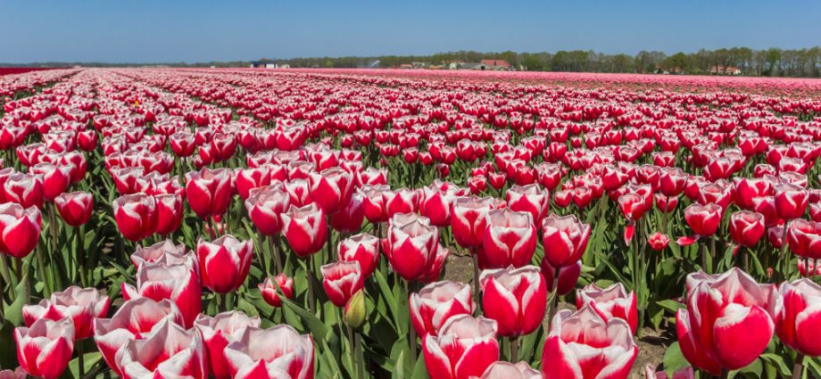 The Tulip Time Festival in Holland, Michigan, is one of the most anticipated spring events in the Midwest. From May 2 to May 11, 2025, the city will come alive with vibrant colors, rich cultural traditions, and a celebration of Dutch heritage. This year marks the 96th anniversary of the festival, promising an unforgettable experience for visitors of all ages.​