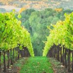 Michigan Wine Trail Weekend Getaways | Complete Guide FunInMIchigan.com