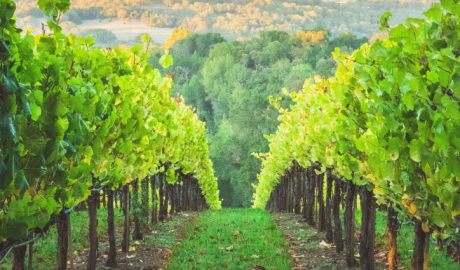 Michigan Wine Trail Weekend Getaways | Complete Guide FunInMIchigan.com