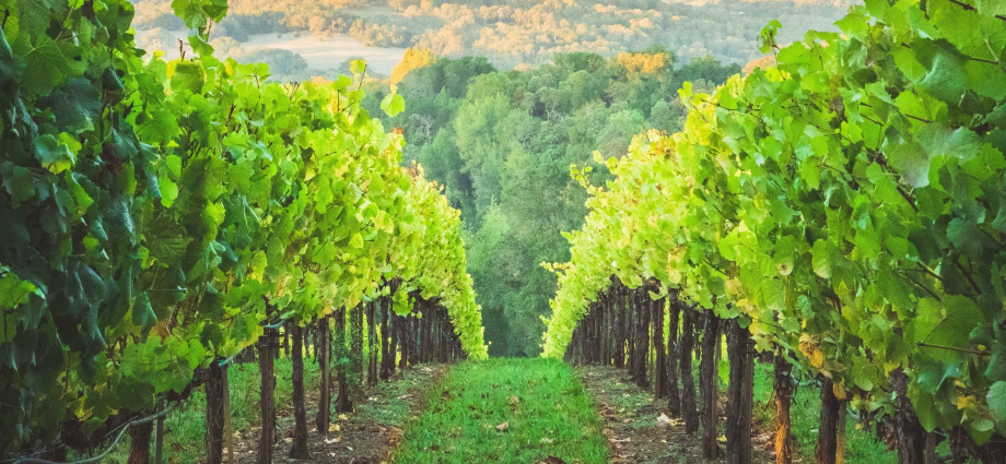 Michigan Wine Trail Weekend Getaways | Complete Guide FunInMIchigan.com
