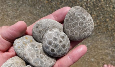 Petoskey stone only in Michigan held in hand on Lake Michigan beach. The Petoskey stone only in Michigan can be found, and that singular fact makes this humble fossil one of the most exciting things you can discover along the Great Lakes shoreline. I remember the first time I picked one up on a cold April morning along the shores of Lake Michigan — wet, gray, and utterly unremarkable-looking until I turned it over and saw those perfect honeycomb hexagons staring back at me like tiny eyes from 350 million years ago. That moment hooked me completely. These fossilized coral colonies, once alive in a warm tropical sea that covered what is now Michigan, have been eroding out of glacial deposits for thousands of years and washing onto beaches that belong entirely to this state. Whether you are a seasoned rockhound or a first-time beachcomber, finding a Petoskey stone feels like holding a secret that only Michigan keeps. - FunInMichiganfun-in-michigan.