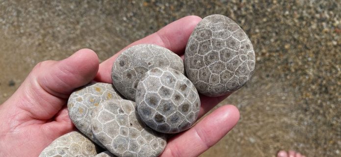 Petoskey stone only in Michigan held in hand on Lake Michigan beach. The Petoskey stone only in Michigan can be found, and that singular fact makes this humble fossil one of the most exciting things you can discover along the Great Lakes shoreline. I remember the first time I picked one up on a cold April morning along the shores of Lake Michigan — wet, gray, and utterly unremarkable-looking until I turned it over and saw those perfect honeycomb hexagons staring back at me like tiny eyes from 350 million years ago. That moment hooked me completely. These fossilized coral colonies, once alive in a warm tropical sea that covered what is now Michigan, have been eroding out of glacial deposits for thousands of years and washing onto beaches that belong entirely to this state. Whether you are a seasoned rockhound or a first-time beachcomber, finding a Petoskey stone feels like holding a secret that only Michigan keeps. - FunInMichiganfun-in-michigan.